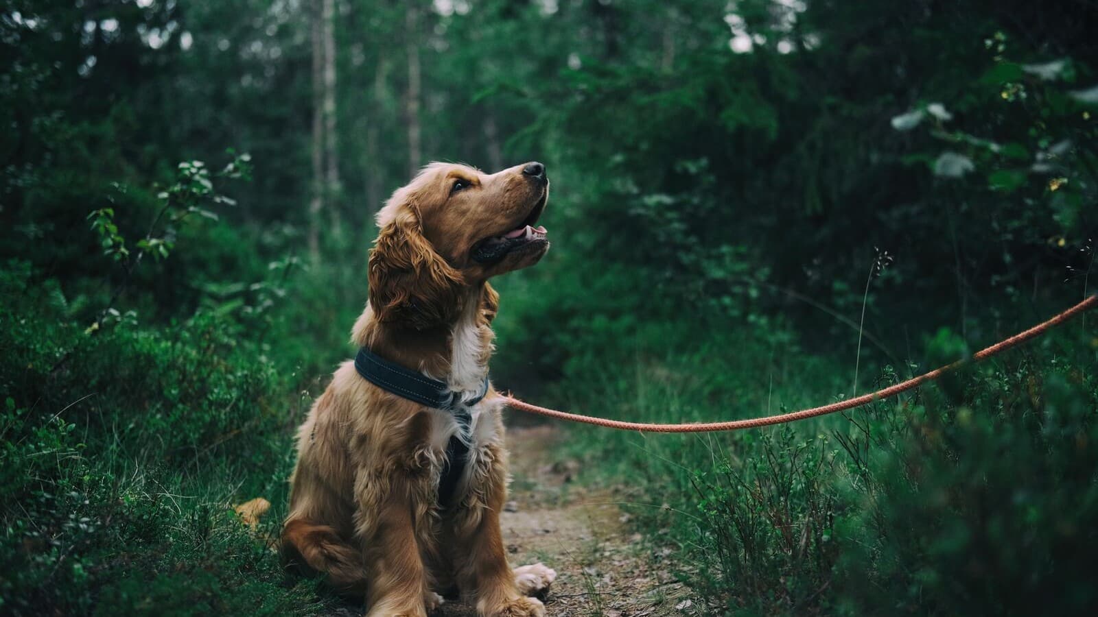 Dog Show Training — Dog Training Institute Noida